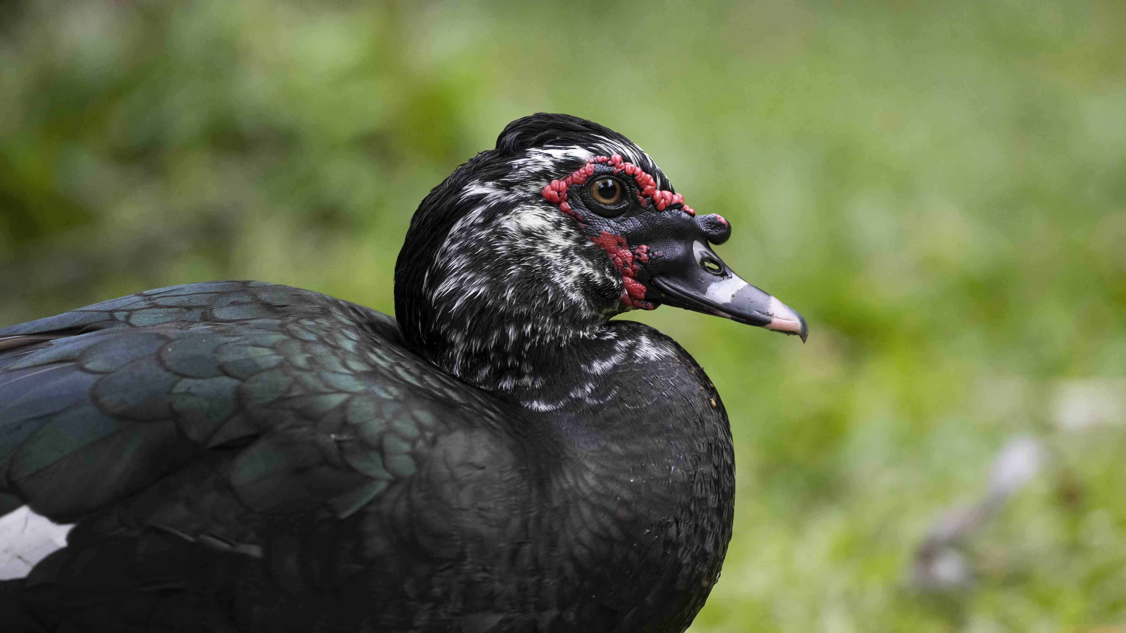 Muscovy Duck